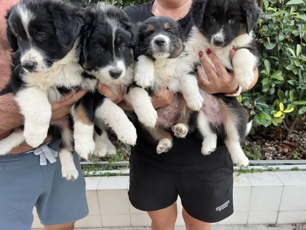 cuccioli di pastore australiano  | Foto 1