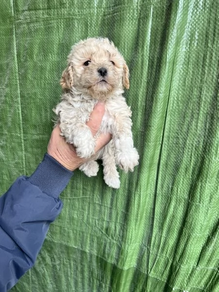 Cuccioli di Maltipoo  | Foto 1