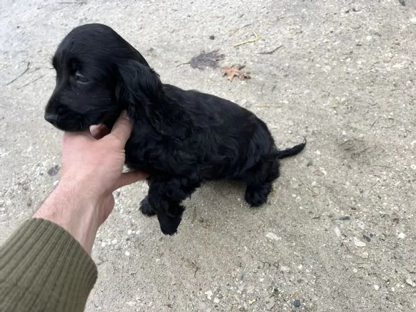 Cucciola di Cocker Spaniel 