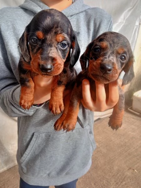 Cuccioli di Bassotto Arlecchino 