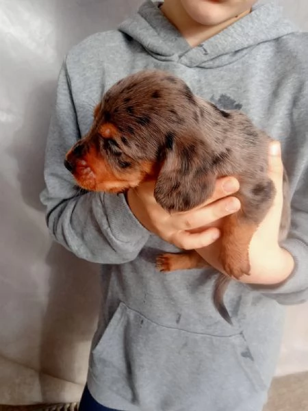 Cuccioli di Bassotto Arlecchino  | Foto 1