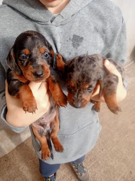 Cuccioli di Bassotto Arlecchino  | Foto 0