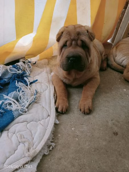 Cuccioli di Shar Pei  | Foto 5