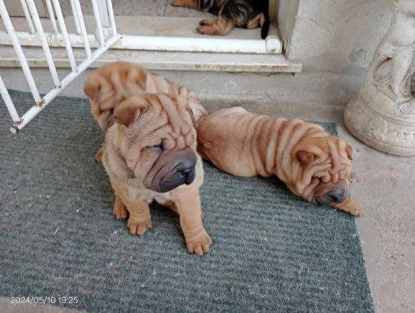 Cuccioli di Shar Pei  | Foto 4