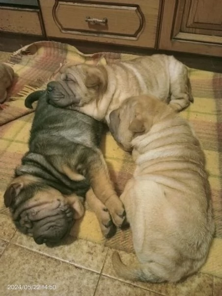 Cuccioli di Shar Pei  | Foto 3