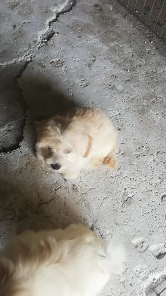 Cuccioli di Maltipoo  | Foto 3