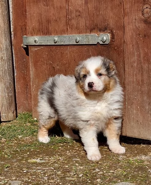 Cucciola di Pastore Australiano 