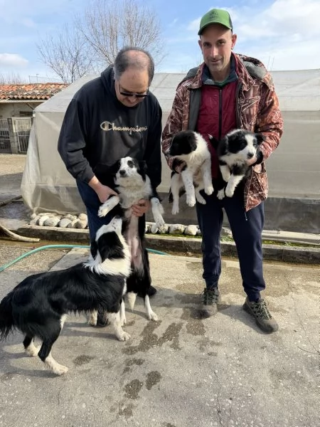 Cuccioli di Border Collie  | Foto 1