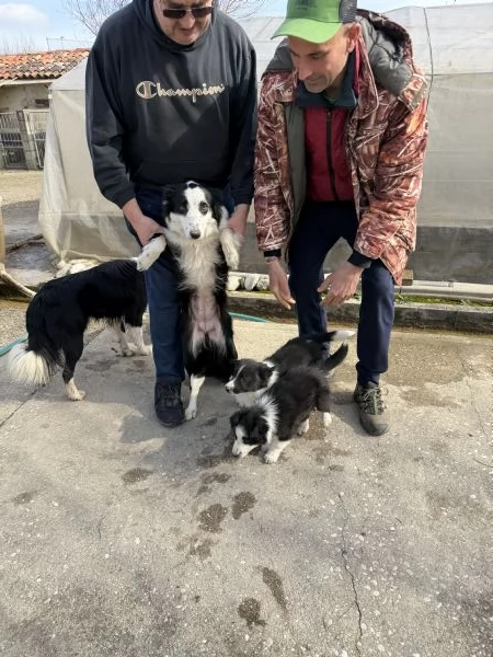 Cuccioli di Border Collie  | Foto 0