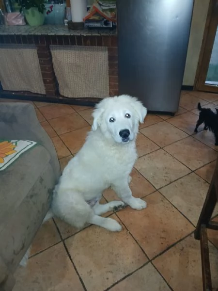 Cucciolo Maschietto di Pastore Maremmano Abruzzese  | Foto 1