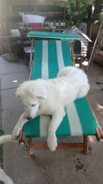 Cucciolo Maschietto di Pastore Maremmano Abruzzese  | Foto 0