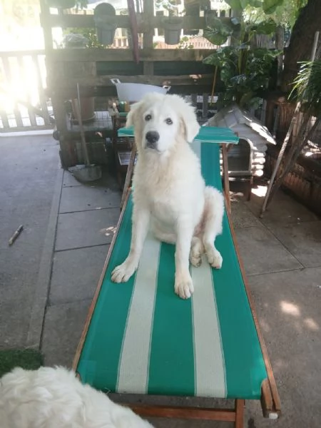 Cucciolo Maschietto di Pastore Maremmano Abruzzese 
