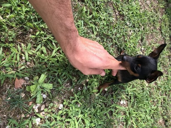 Cuccioli maschietti di Pinscher  | Foto 0