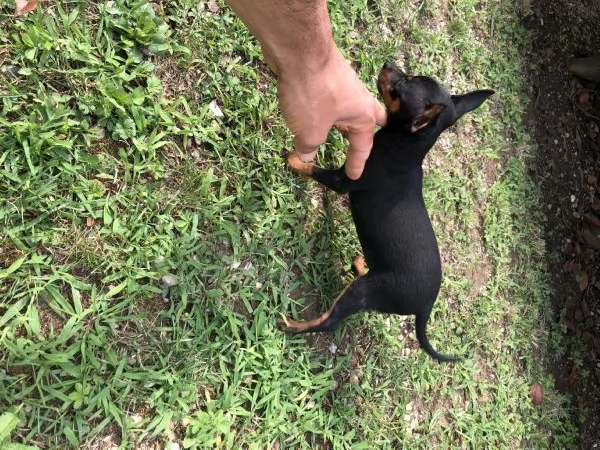 Cuccioli maschietti di Pinscher 