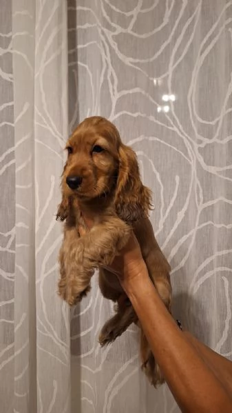 Cucciole & Cuccioli di Cocker Spaniel  | Foto 6