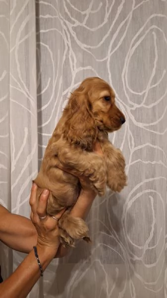 Cucciole & Cuccioli di Cocker Spaniel  | Foto 5
