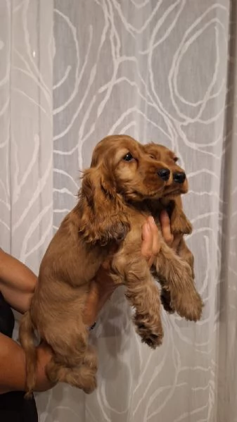 Cucciole & Cuccioli di Cocker Spaniel  | Foto 4