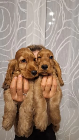 Cucciole & Cuccioli di Cocker Spaniel  | Foto 3