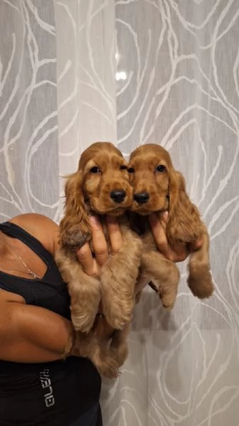 Cucciole & Cuccioli di Cocker Spaniel 