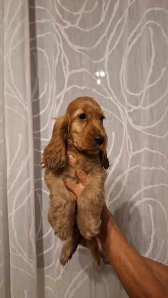 Cucciole & Cuccioli di Cocker Spaniel  | Foto 0
