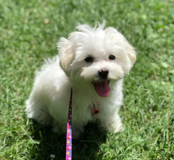 disponiamo cuccioli di bichon frise 