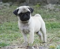 disponiamo cuccioli di carlino 