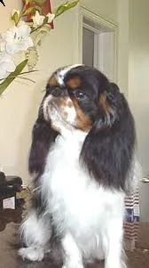 disponiamo cuccioli di cavalier king affettuosissimi