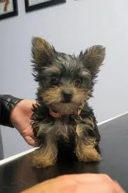 disponiamo cuccioli di yorkshire affettuosissimi