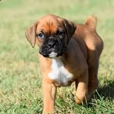 disponiamo cuccioli di boxer affettuosissimi