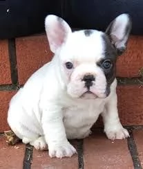 disponiamo cuccioli di french bulldog affettuosissimi puri 