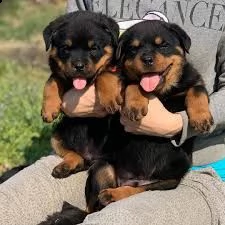 disponiamo cuccioli di rottweiler affettuosissimi