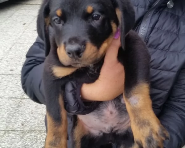 cuccioli rottweiler
