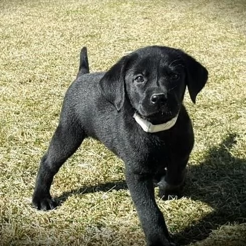 bello labrador , maschio e femmina, in regalo