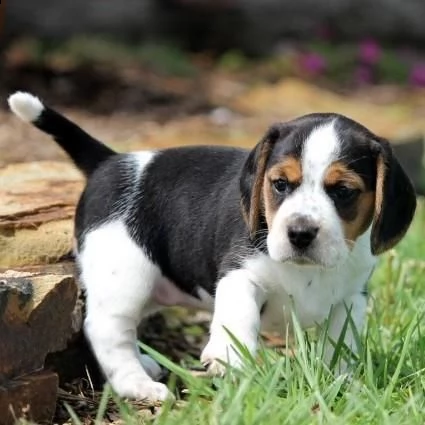  regalo cuccioli dolce e bella beagle