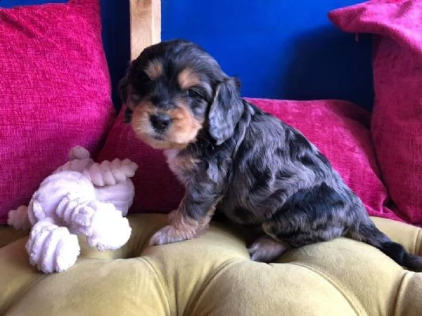 regalo cuccioli  di schnauzer