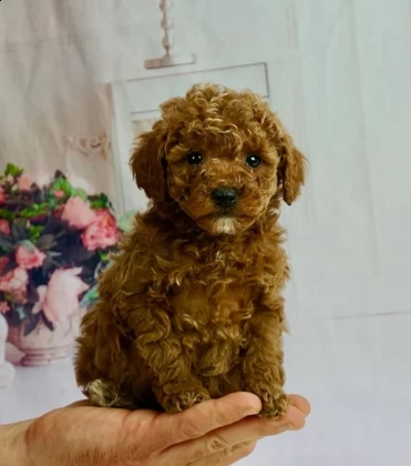 toy barboncini 100% razza pura