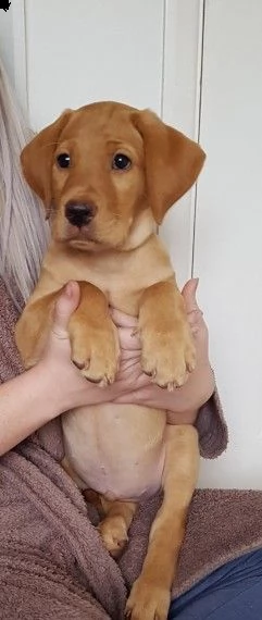 labrador retriever fox red e cioccolato | Foto 1
