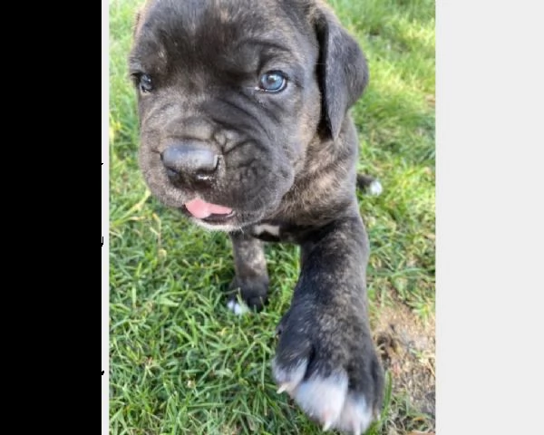 bellissimi cuccioli cane corso. | Foto 0