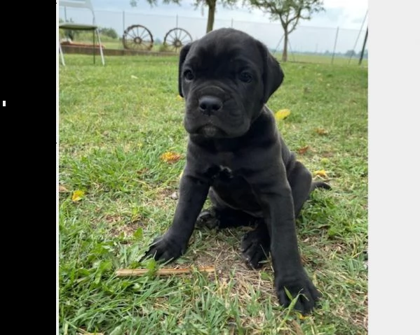 bellissimi cuccioli cane corso.