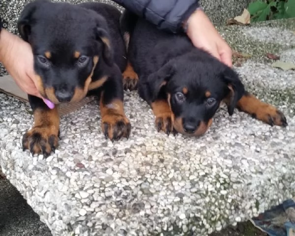 cuccioli rottweiler