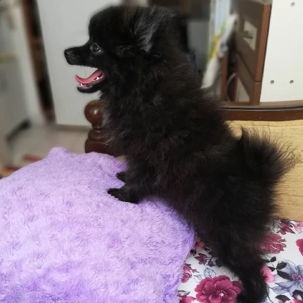 regalo  volpino pomerania mini toy 