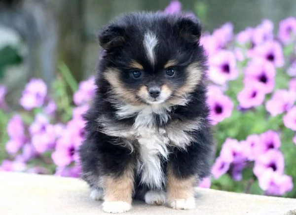 simpatici cuccioli pomeranian come regalo