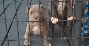 simpatici cuccioli di pitbull con pedigree per te