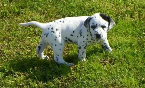 adorabili cuccioli dalmati con pedigree per te