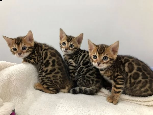 adorabili gattini del bengala con pedigree per te
