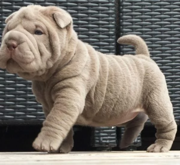 fantastici cuccioli shar pei con pedigree per te