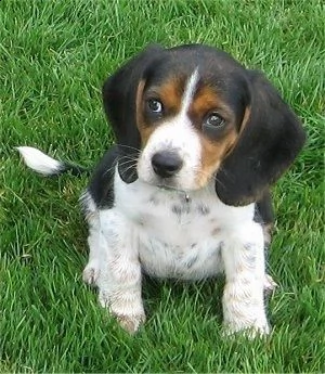 splendidi cuccioli di beagle con pedigree