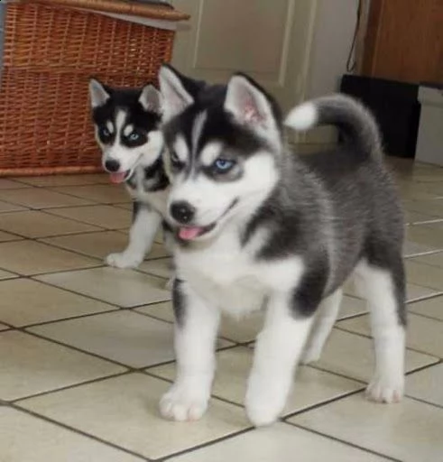cuccioli husky affascinanti con pedigree