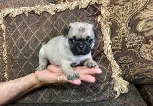 cuccioli di carlino con pedigree