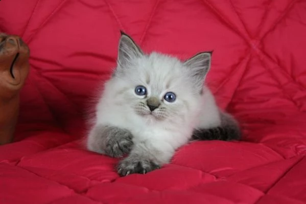 gattini siberiani neva ipoallergenici con pedigree | Foto 2